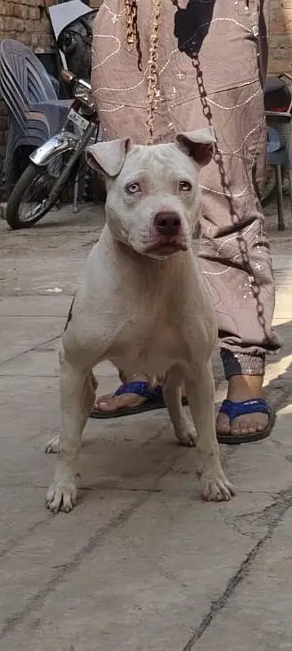 Pitbull Female — photo 3