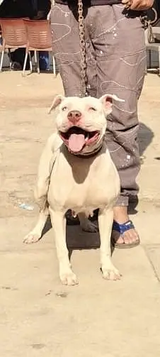 Pitbull Female — photo 4