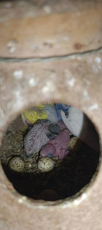 wild budgie