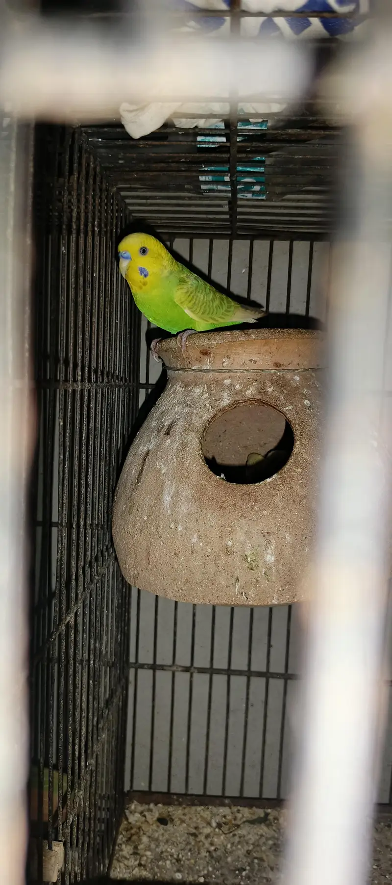 wild budgie — photo 4