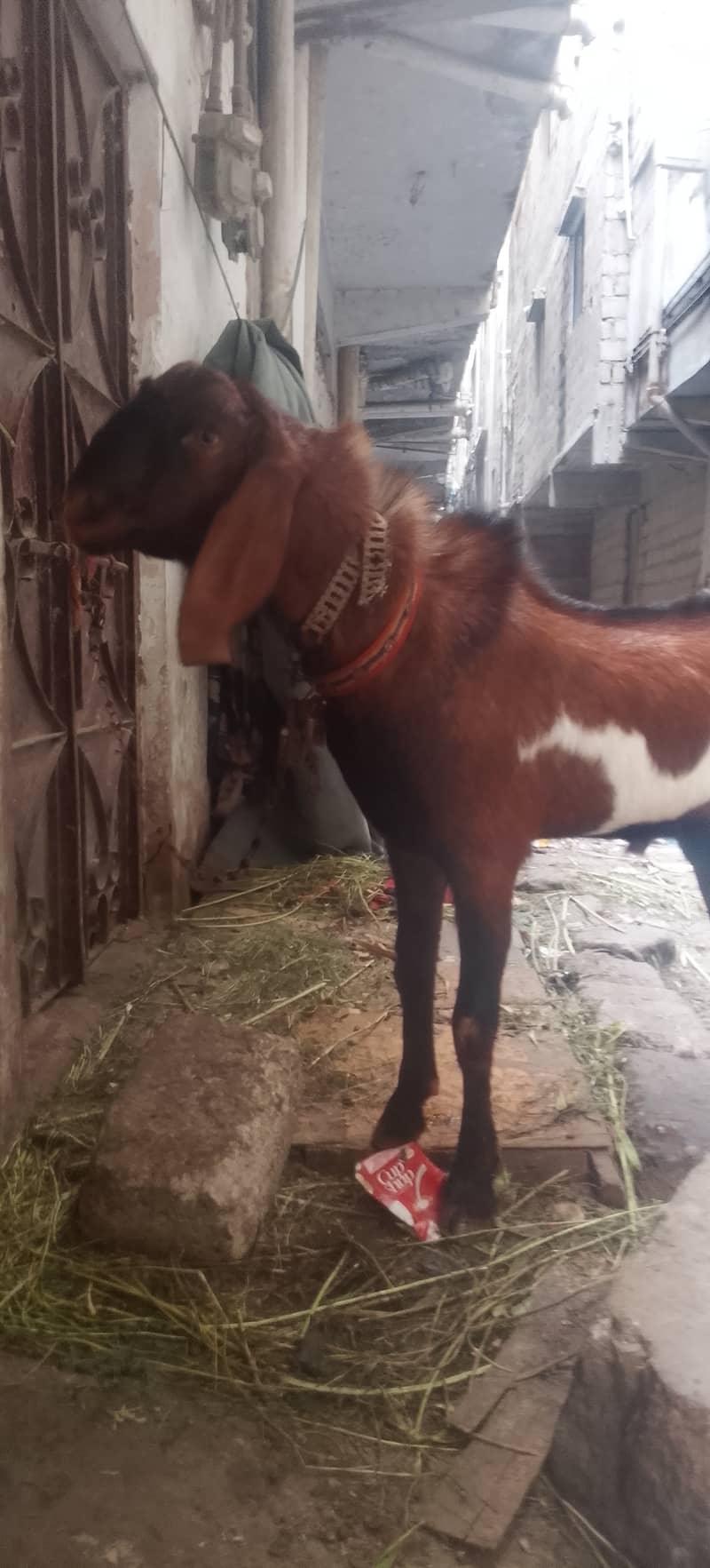 Kamori bakra 3