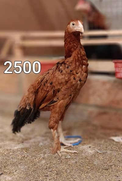 Male and female high quality Birds for sale