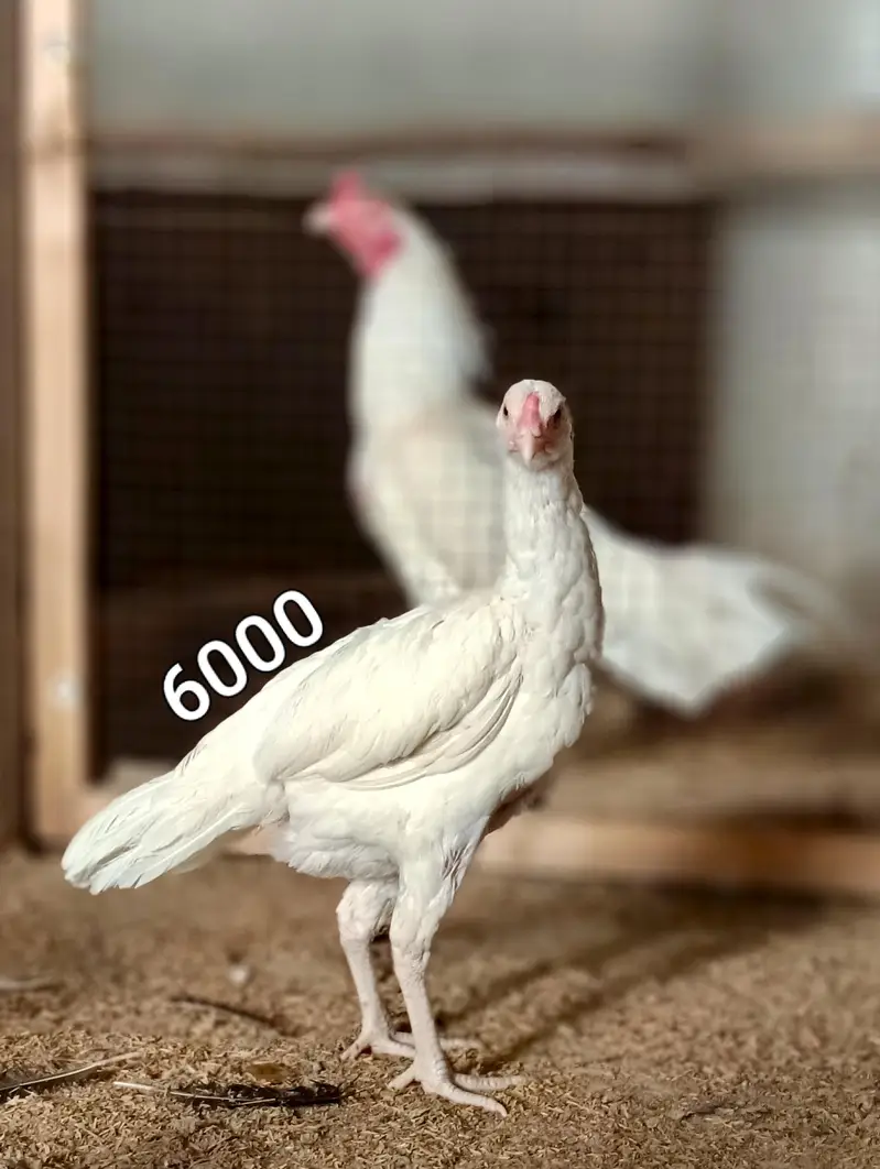 Male and female high quality Birds for sale — photo 3