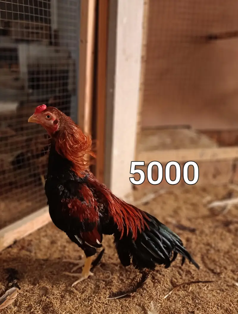 Male and female high quality Birds for sale — photo 4