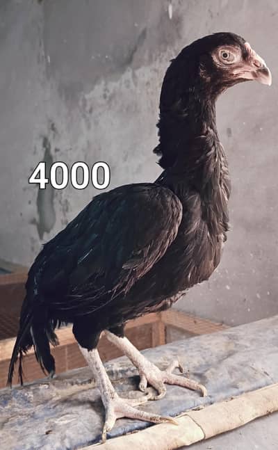 Male and female high quality Birds for sale