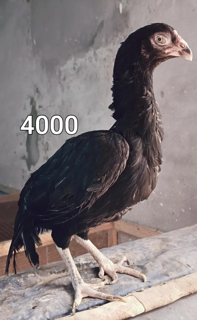 Male and female high quality Birds for sale — photo 5