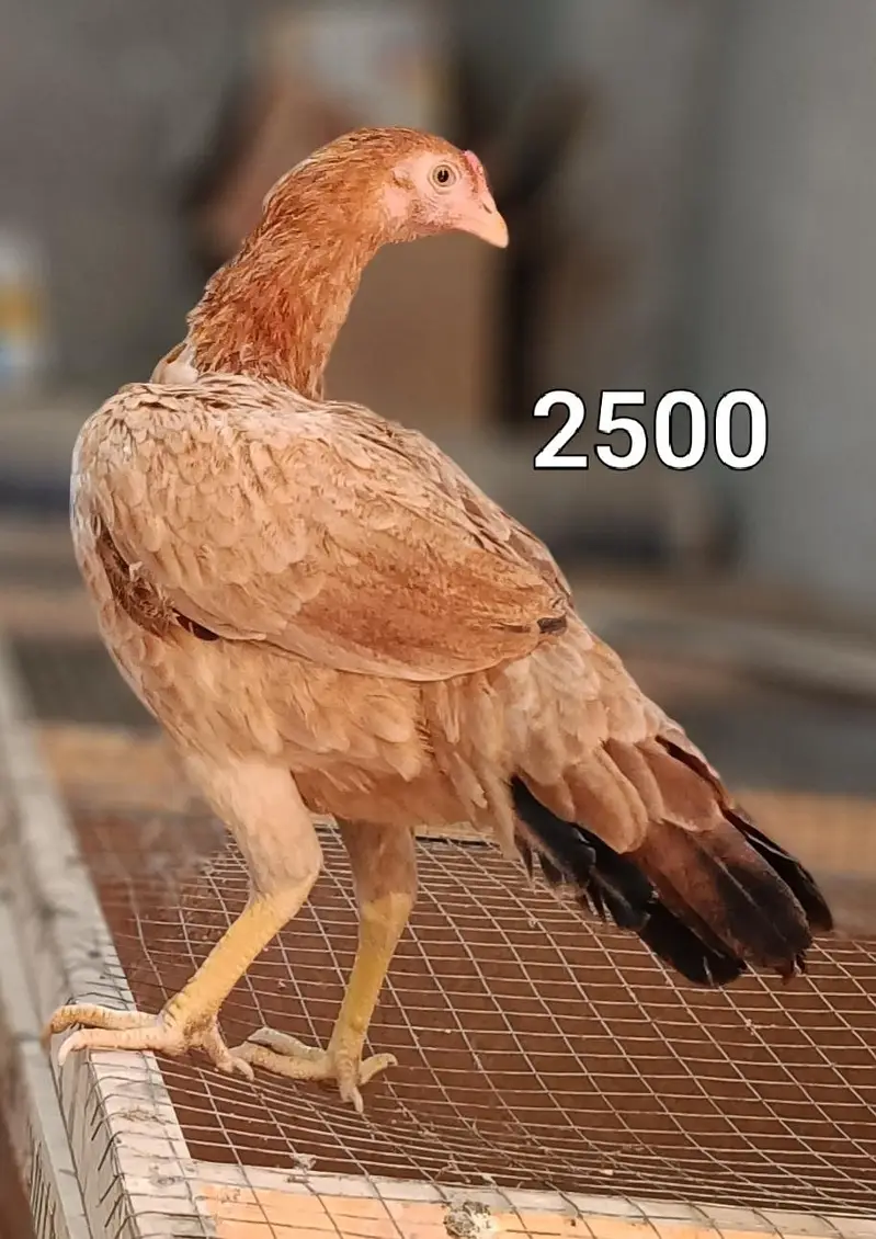Male and female high quality Birds for sale — photo 6