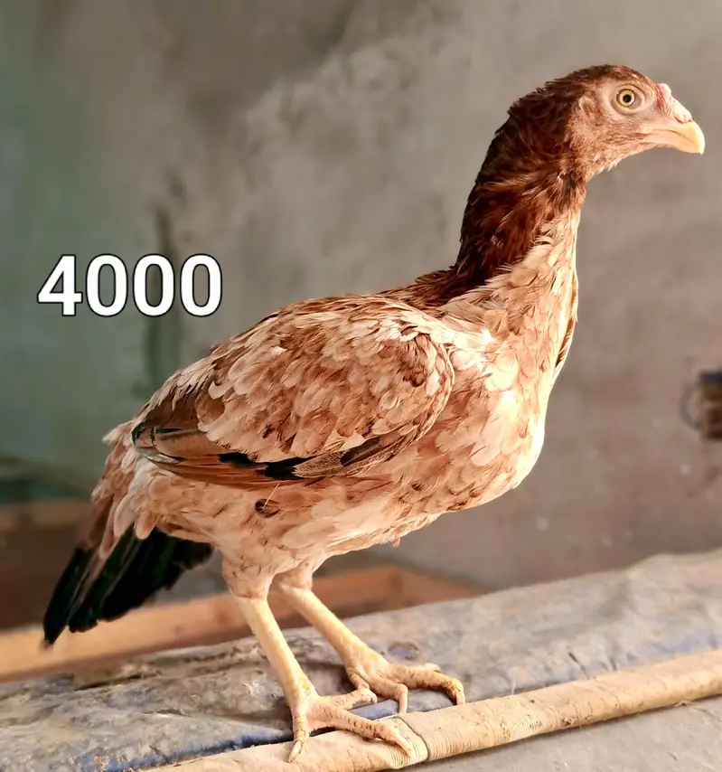 Male and female high quality Birds for sale — photo 7
