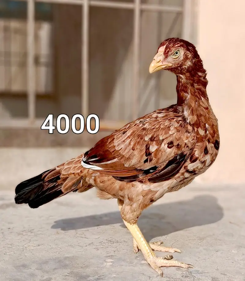 Male and female high quality Birds for sale — photo 8