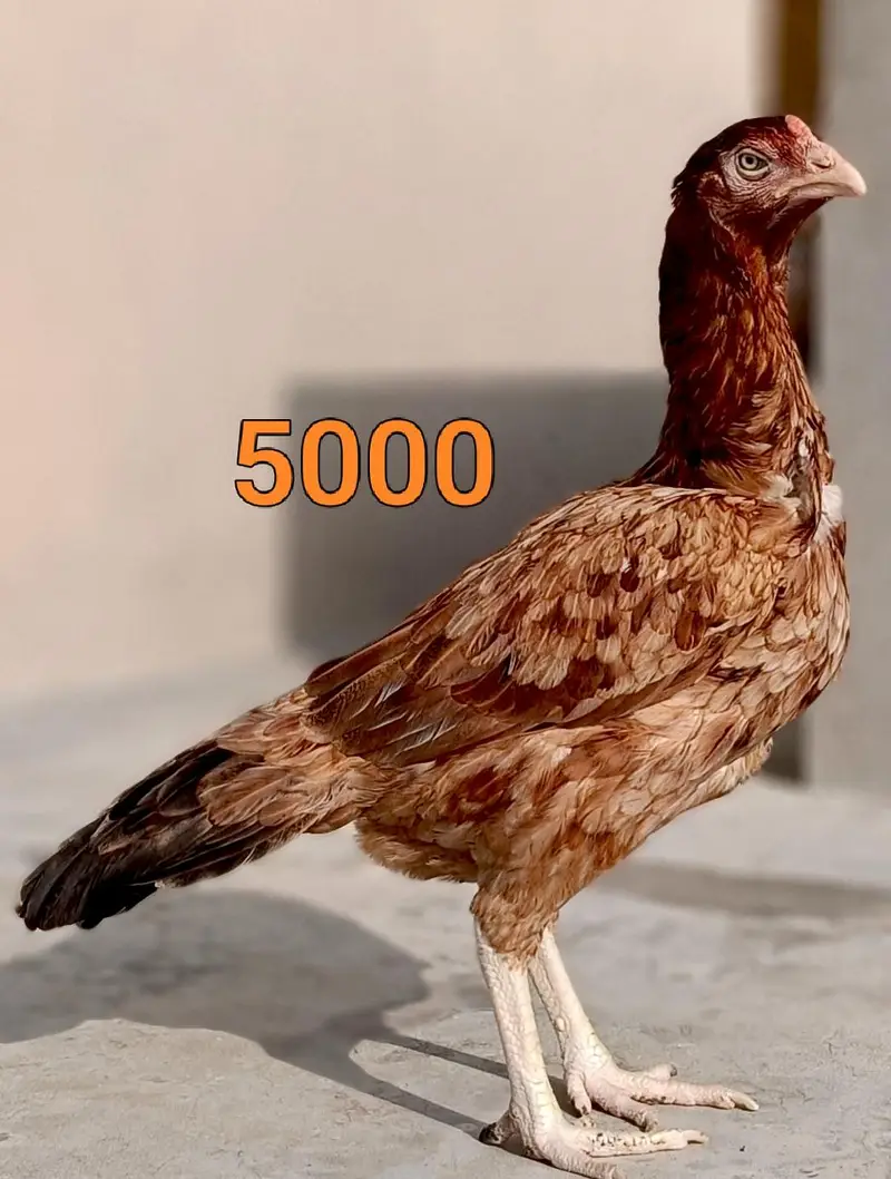 Male and female high quality Birds for sale — photo 9