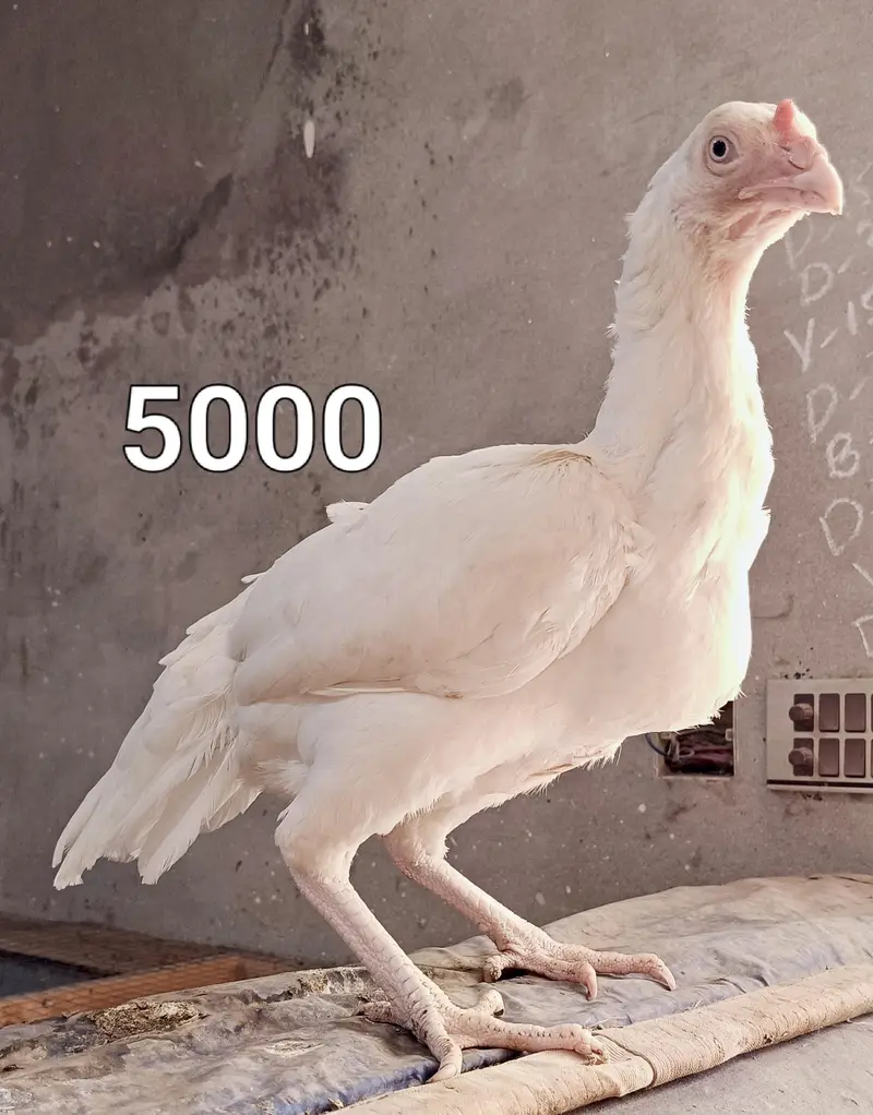 Male and female high quality Birds for sale — photo 10