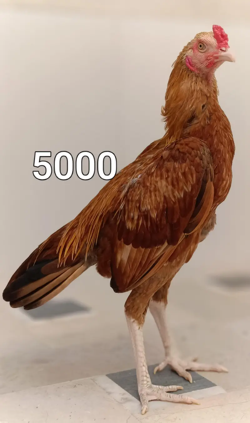 Male and female high quality Birds for sale — photo 11
