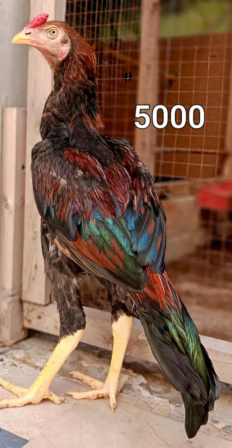Male and female high quality Birds for sale — photo 12