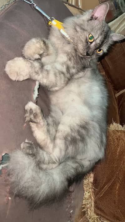 Persian cat 16 months year old
