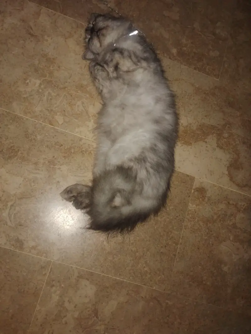 Persian cat 16 months year old — photo 2