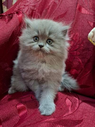 kitten Male & Female