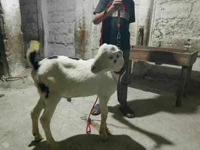 teddy goat