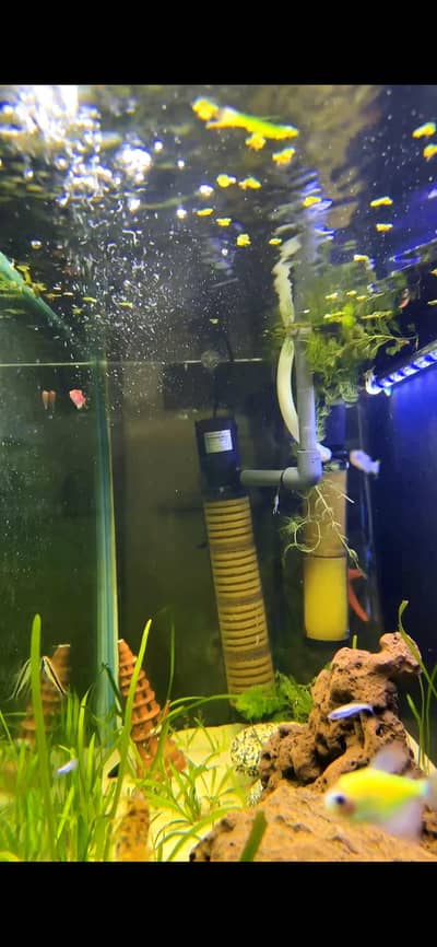 4feet planted aquarium