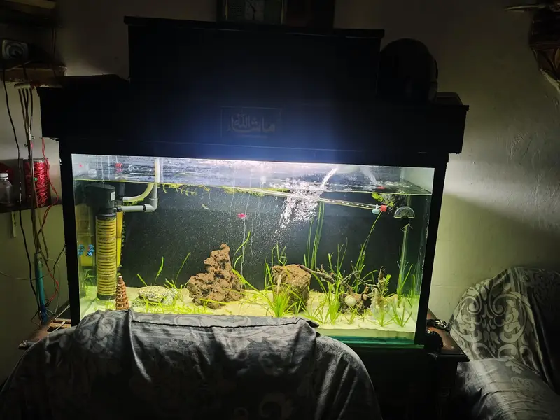 4feet planted aquarium — photo 2