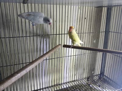 love bird  pair avaliable 0/3/2/1/4/9/4/6/8/4/4