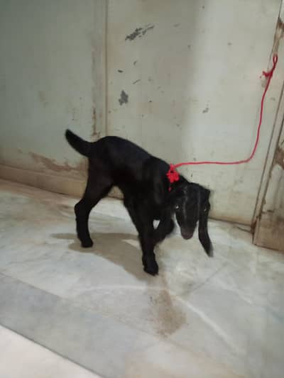 Bakra Top quality male shoq ke liye