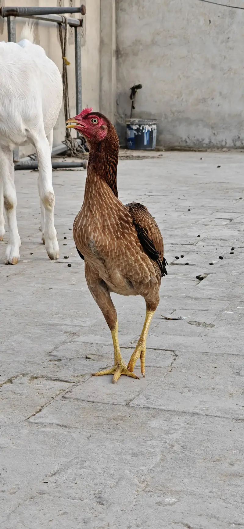 2 Aseel Egg laying Females healthy and active price per piece — photo 2