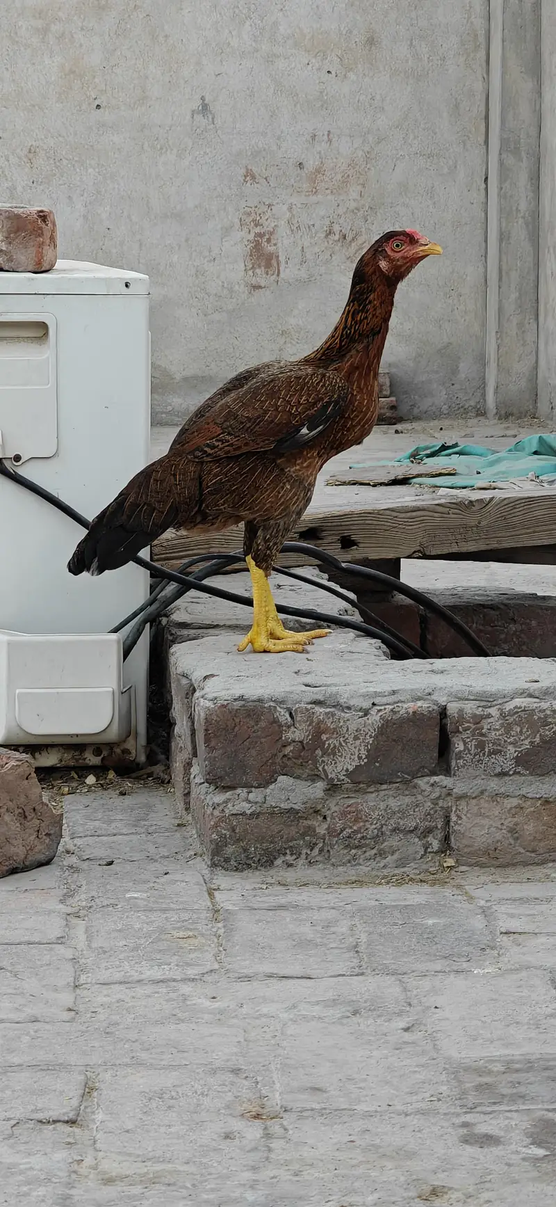 2 Aseel Egg laying Females healthy and active price per piece — photo 3