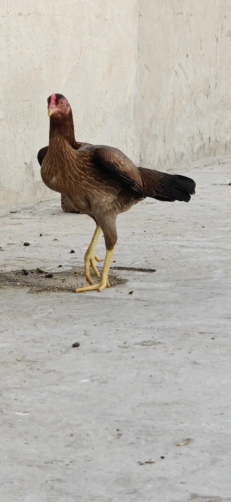 2 Aseel Egg laying Females healthy and active price per piece — photo 4