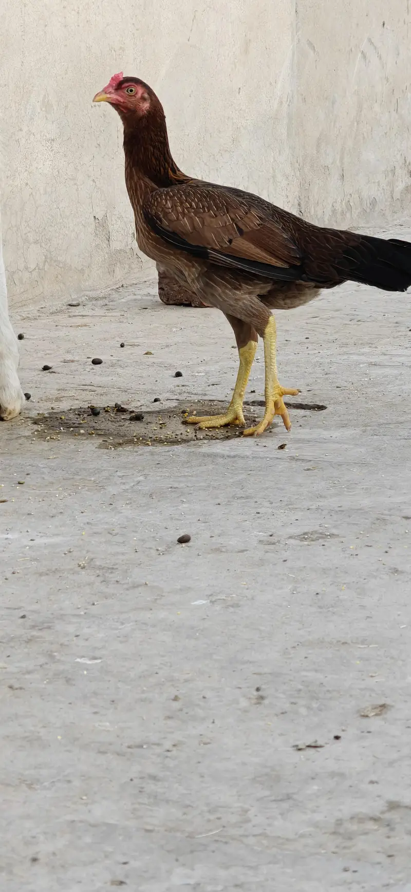 2 Aseel Egg laying Females healthy and active price per piece — photo 5
