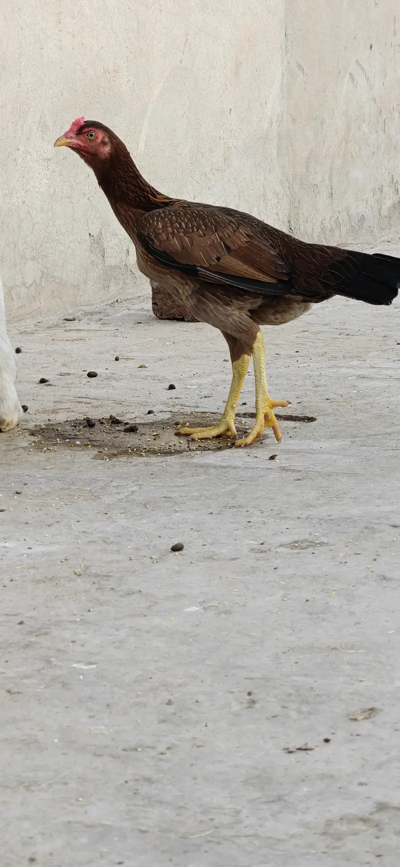 2 Aseel Egg laying Females healthy and active price per piece — photo 6