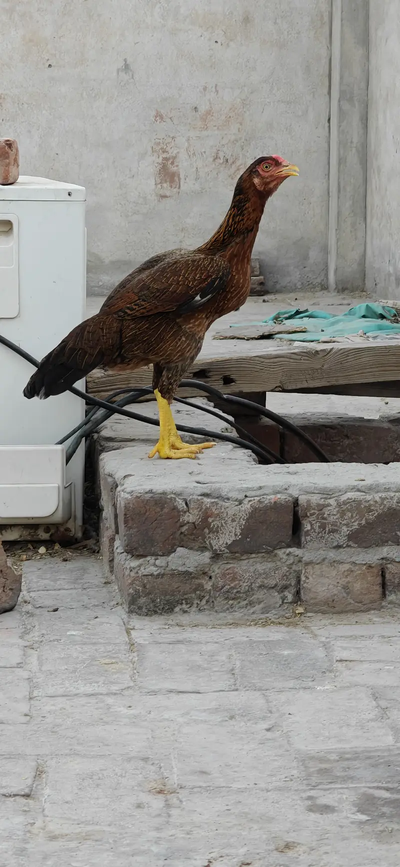 2 Aseel Egg laying Females healthy and active price per piece — photo 8