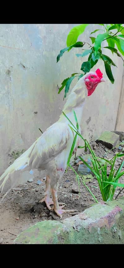 Quality aseel For sale Mazbot Jor