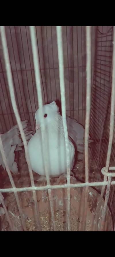 white lakha full breeder pair ha jagha ki wajha se sale kar Raha hun