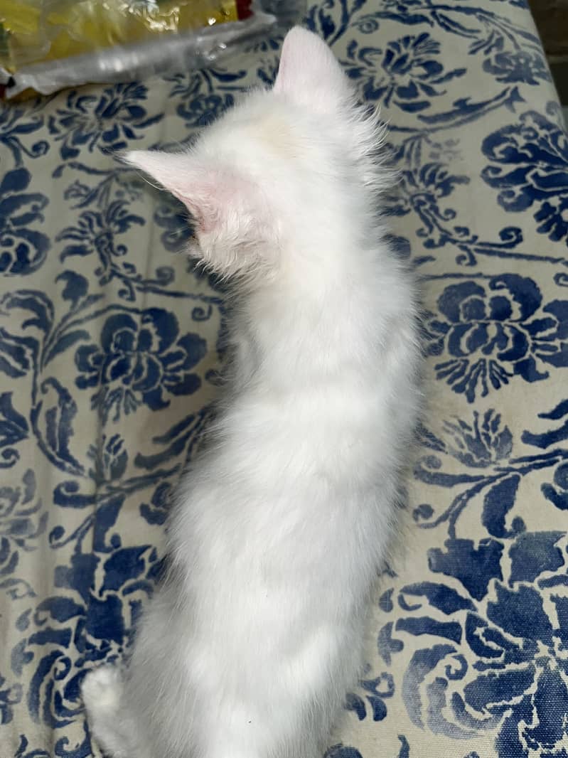 Kitten 0