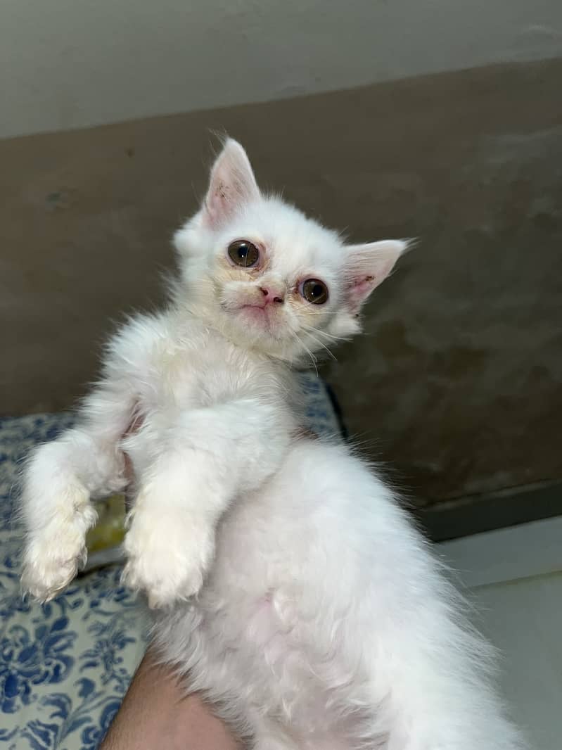 Kitten 1