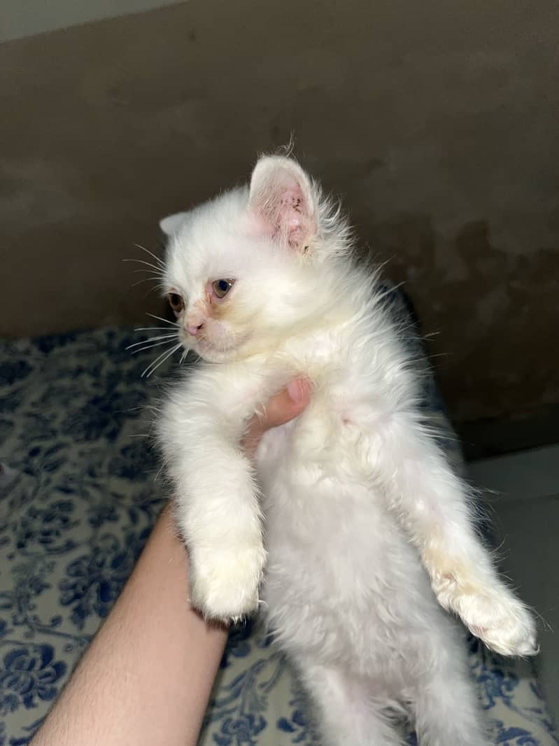 Kitten 2