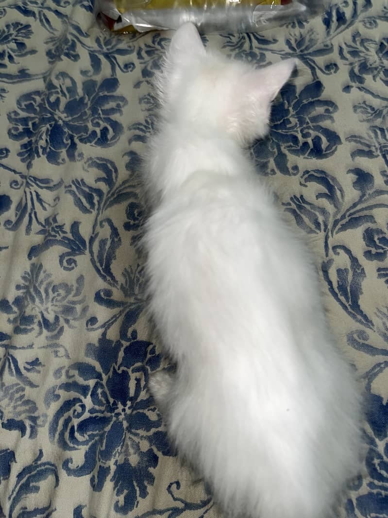 Kitten 3