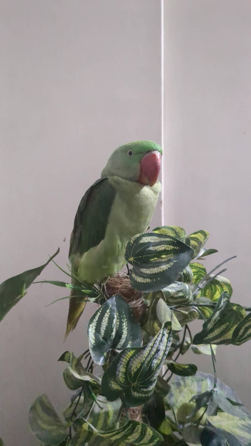 Alexander prakeet 0