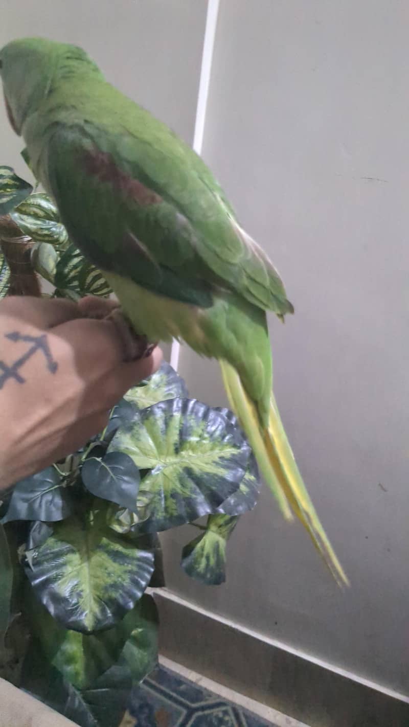 Alexander prakeet 4