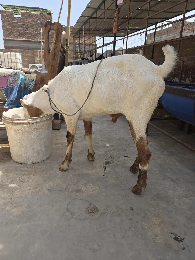 tedda beeader — photo 3