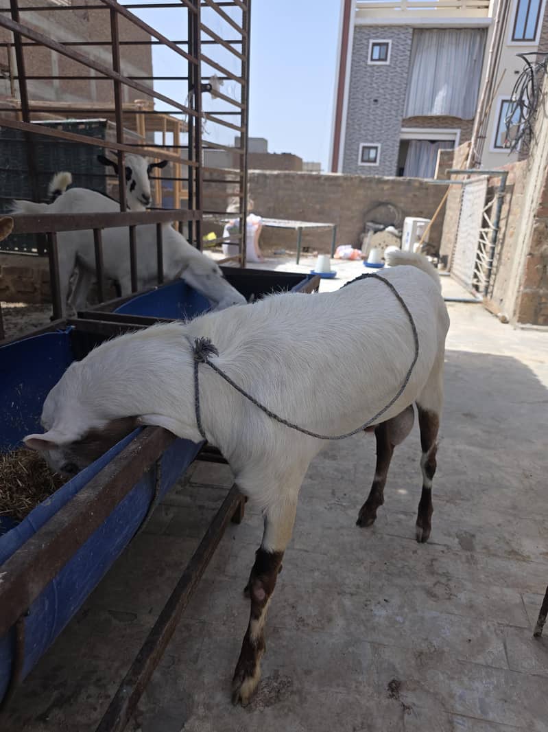 tedda beeader 3