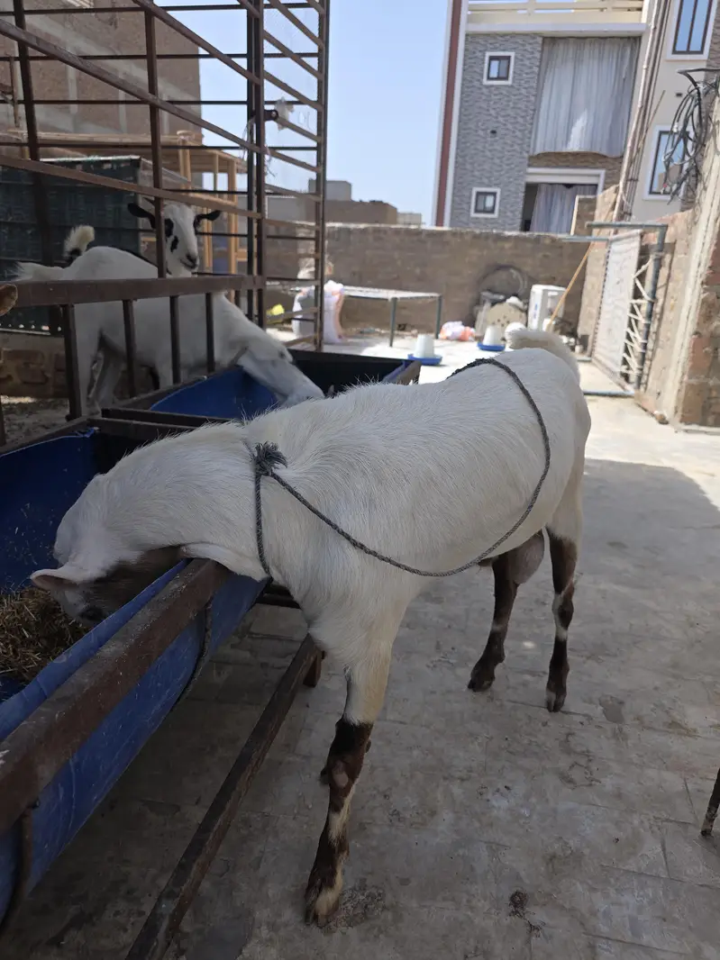 tedda beeader — photo 4