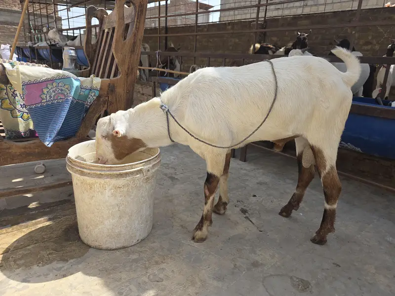 tedda beeader — photo 5