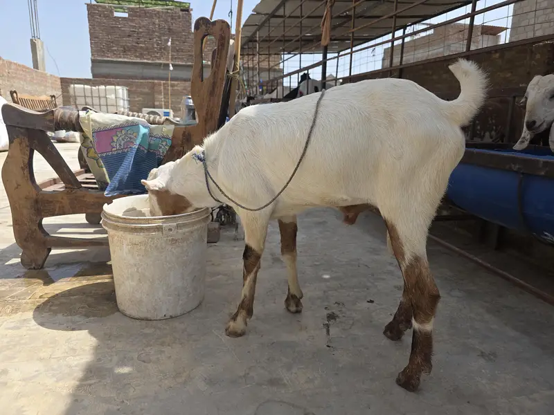 tedda beeader — photo 6