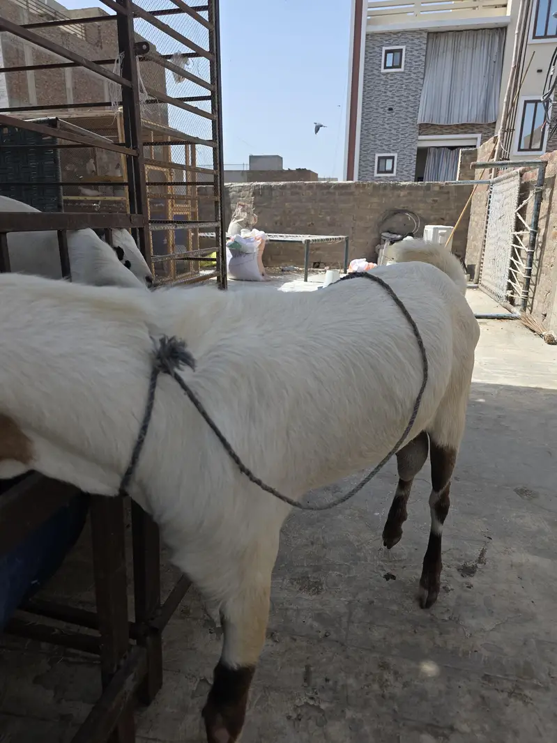 tedda beeader — photo 7