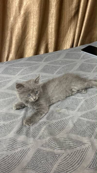 Grey Persian double coat kitten