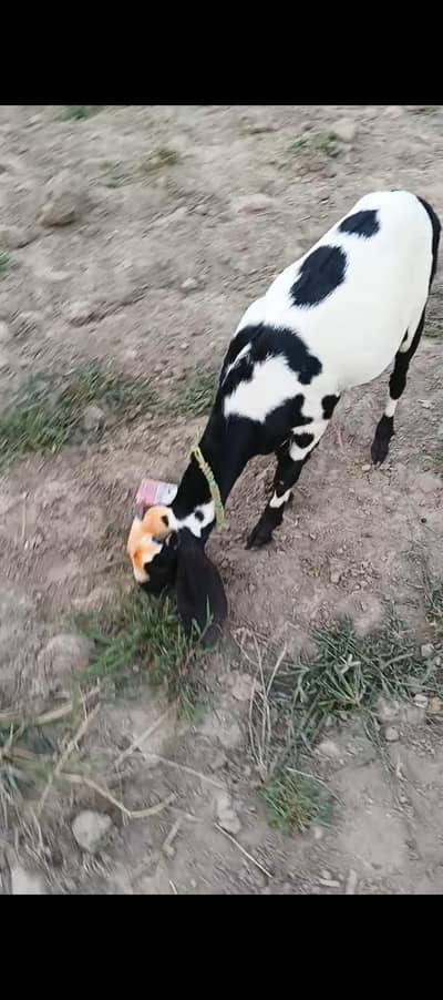 Desi dogli path full Charu ha