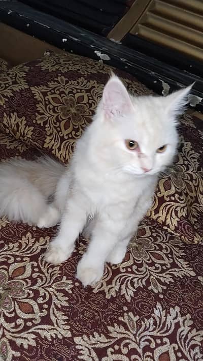 CAT Russian