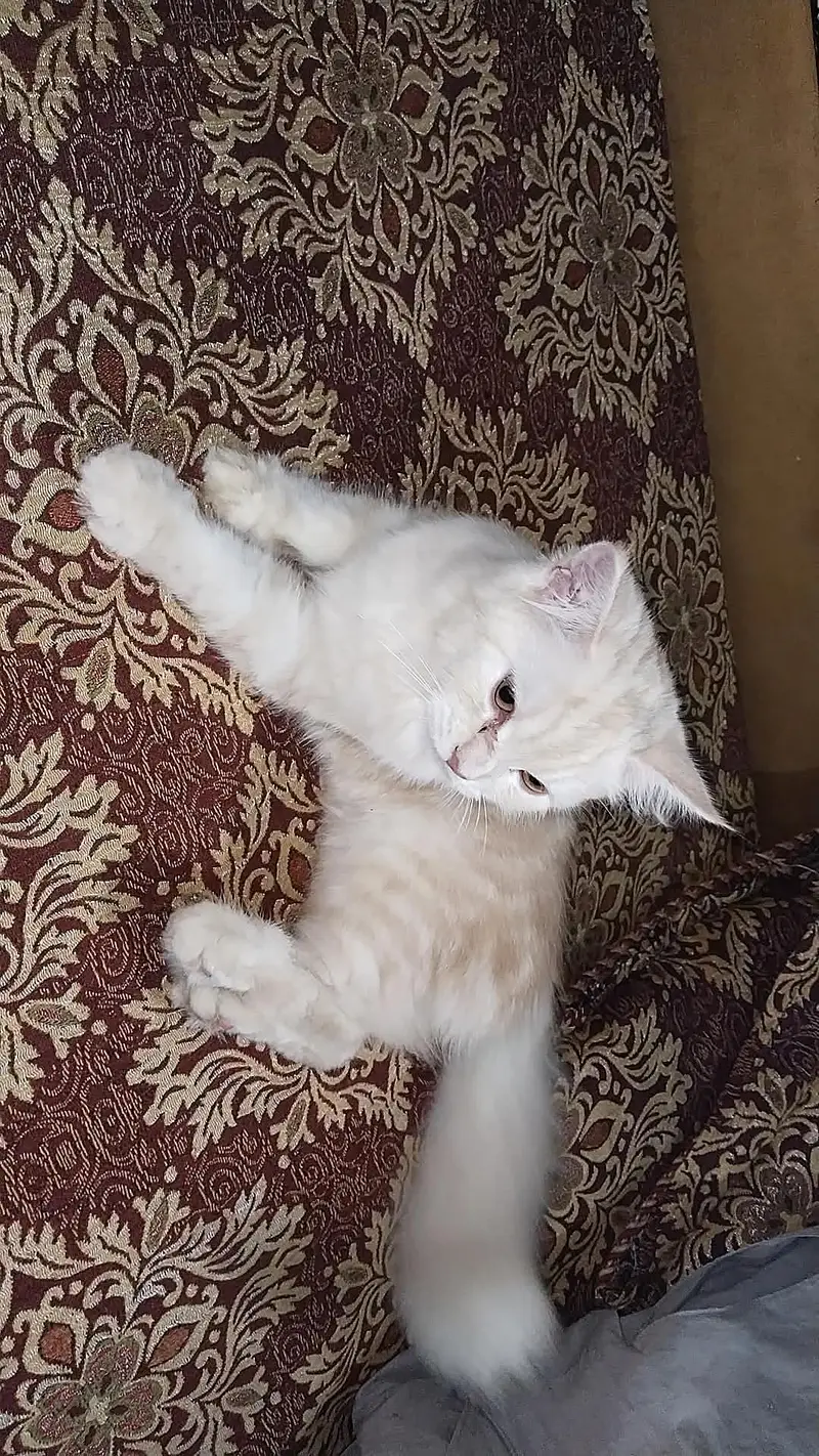 CAT Russian — photo 2