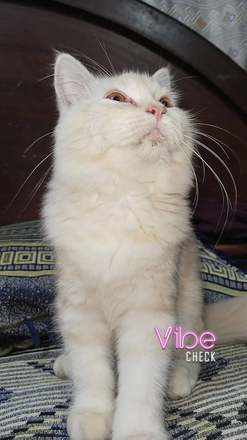 CAT Russian 2